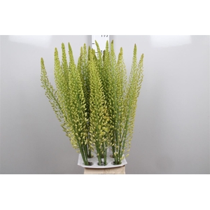 Eremurus Sh Yell Sun