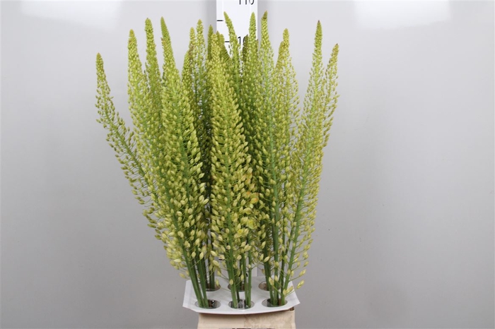 <h4>Eremurus Sh Yell Sun</h4>