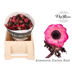 Anem Vip Cerise Red X 50