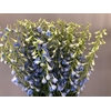 Delphinium Centurion Skyblue