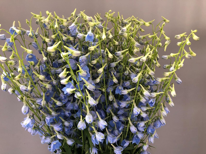 <h4>Delphinium Centurion Skyblue</h4>