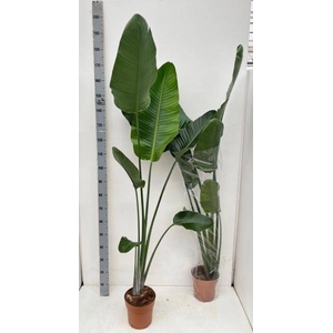 STRELITZIA NICOLAI