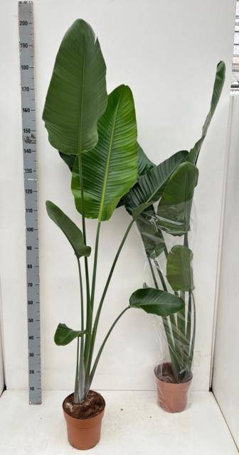 <h4>STRELITZIA NICOLAI</h4>