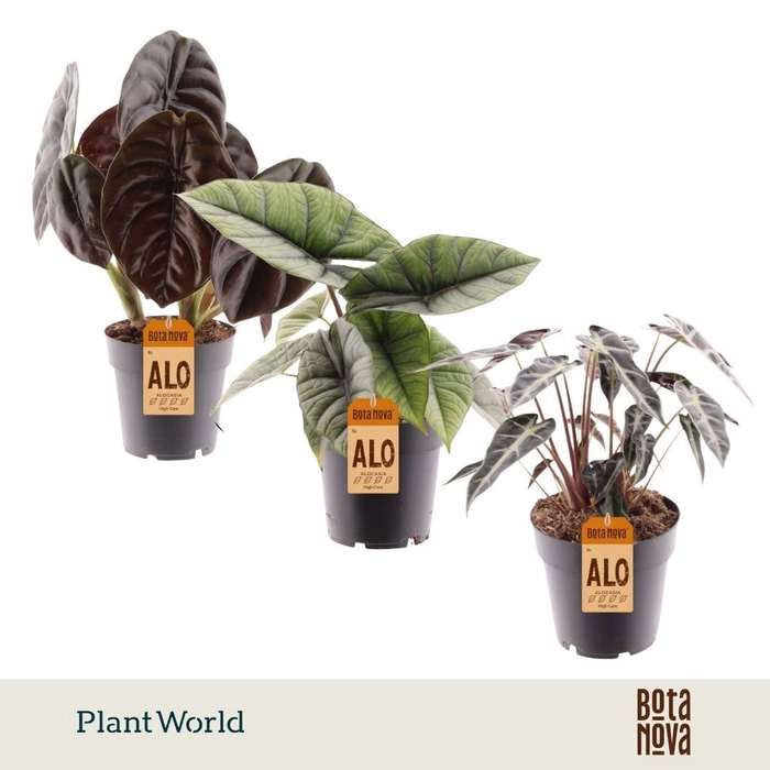 <h4>Alocasia gemengd</h4>
