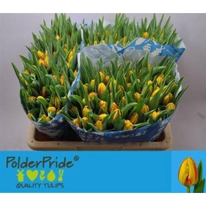 Tu En Striped Bellon