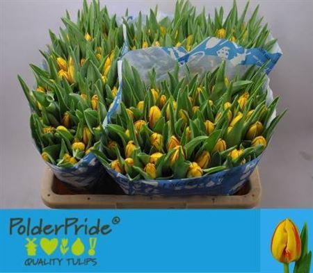 <h4>Tu En Striped Bellon</h4>