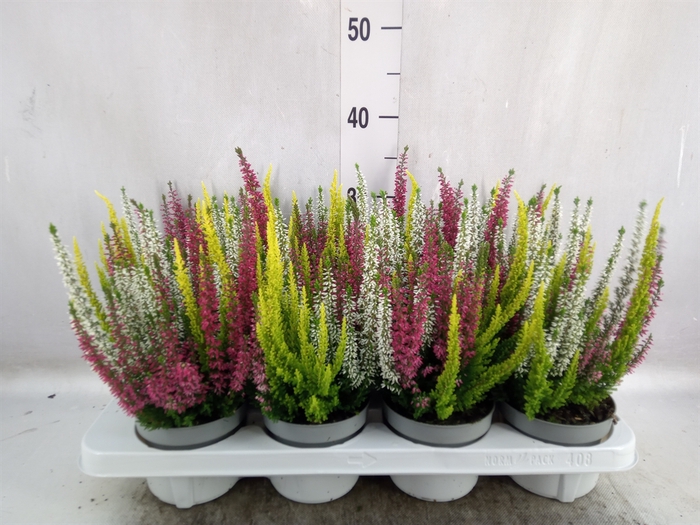 <h4>Calluna vulg. 'Beauty L'  ..mix 3/p</h4>