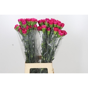 Dianthus St Bizet