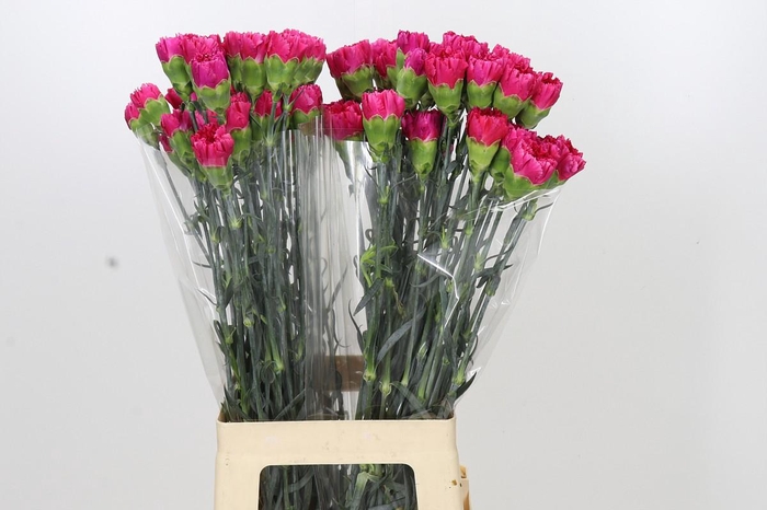 <h4>Dianthus St Bizet</h4>