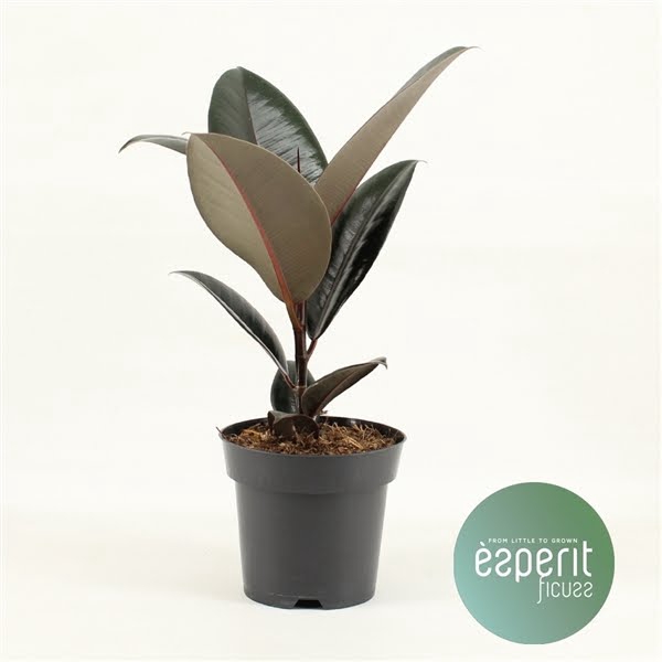 <h4>Ficus elastica Abidjan</h4>