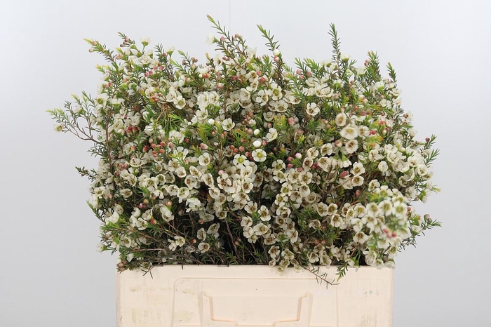 <h4>Chame Me Sirius</h4>