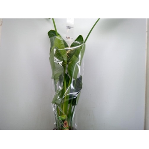 Strelitzia nicolai