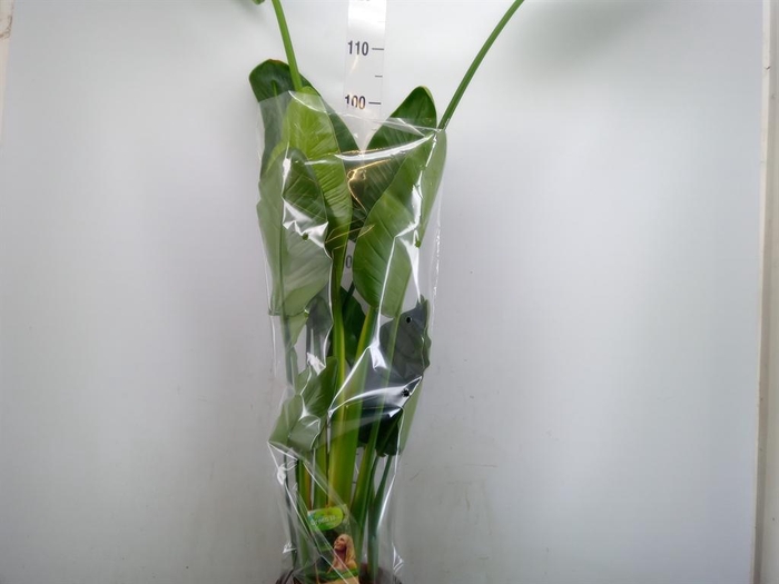 <h4>Strelitzia nicolai</h4>