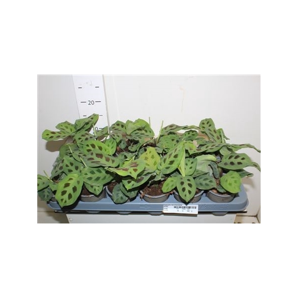 <h4>Maranta Kerchoveana</h4>