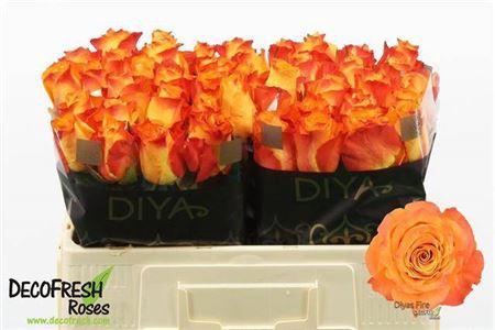 <h4>R Gr Diyas Fire</h4>