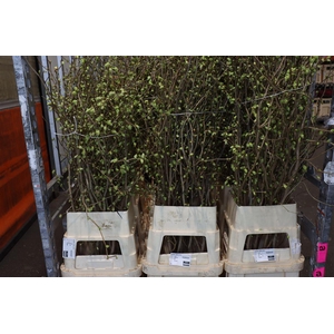 Corylopsis 160cm P Stem