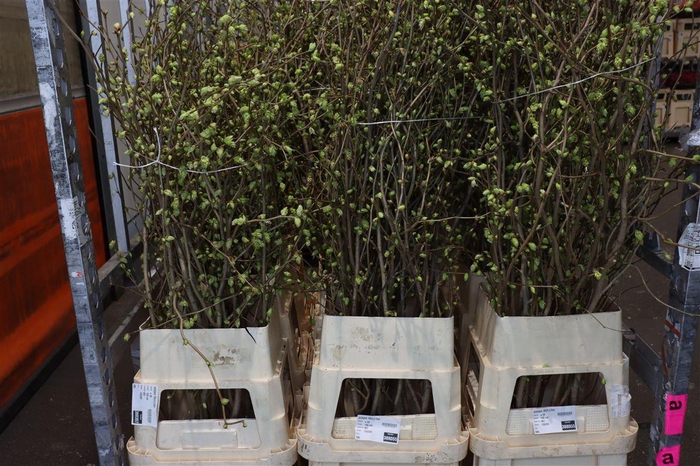 <h4>Corylopsis 160cm P Stem</h4>