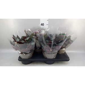Begonia BD rex 'Beleaf'  ...mix