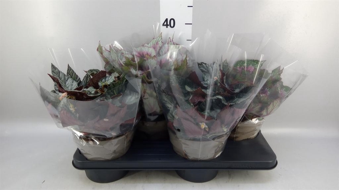 <h4>Begonia BD rex 'Beleaf'  ...mix</h4>