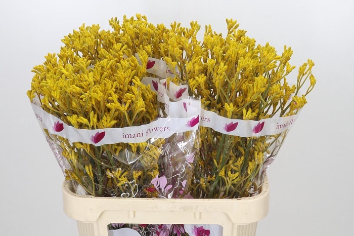 <h4>Anigozanthos Imani Yellow</h4>