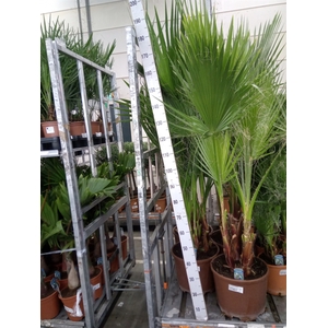 Washingtonia robusta