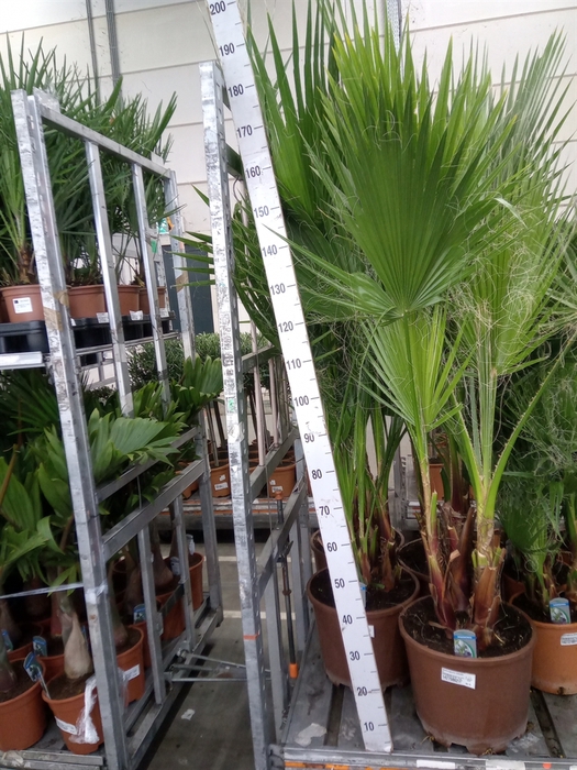 <h4>Washingtonia robusta</h4>