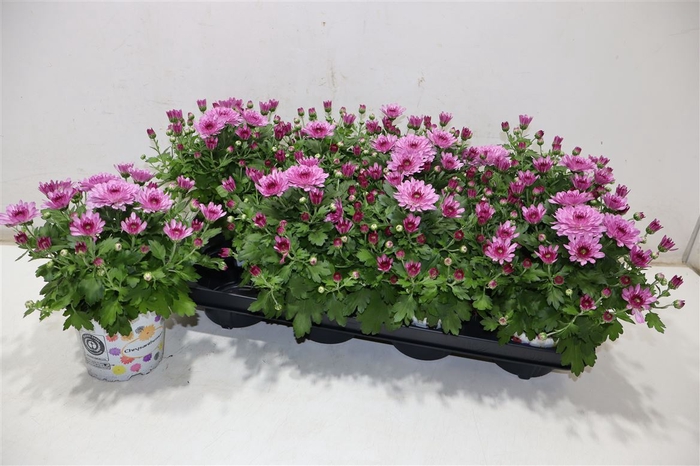 <h4>Chry Flair Pink</h4>