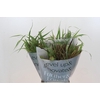 Grasses mix in bucket