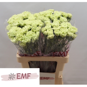 DI ST ETERNAL FAIRY+