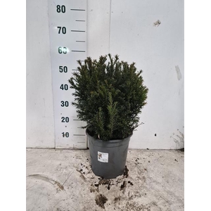 TAXUS M GROENLAND