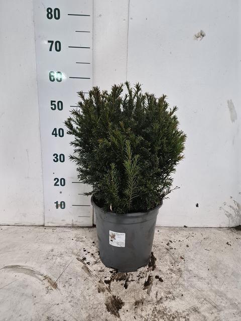 <h4>TAXUS M GROENLAND</h4>