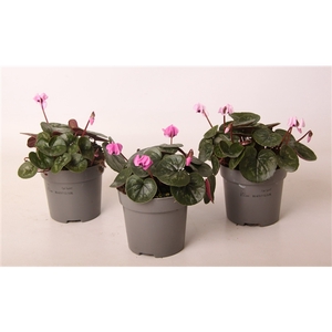 Cyclamen coum Rose 10,5 cm