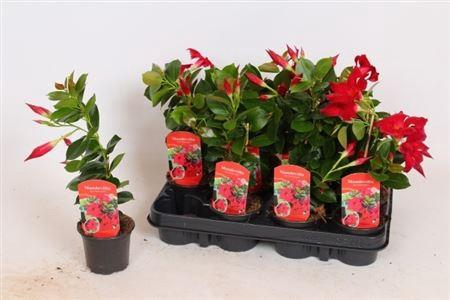 <h4>** Mande Rio Petite Red</h4>