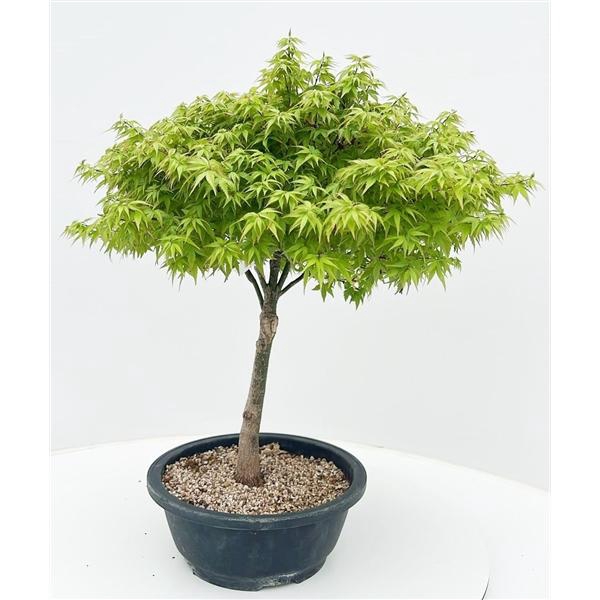 <h4>Acer palmatum 'Kiyohime', in 23cm. trainingspot.</h4>