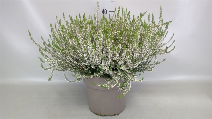 <h4>Calluna vulg. 'Garden G Alicia'</h4>