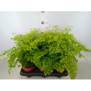 Adiantum raddi. 'Fragrans'