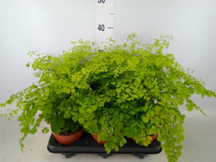 <h4>Adiantum raddi. 'Fragrans'</h4>