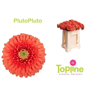 GERMINI BOLERO PLUTOPLUTO GE MB BOL