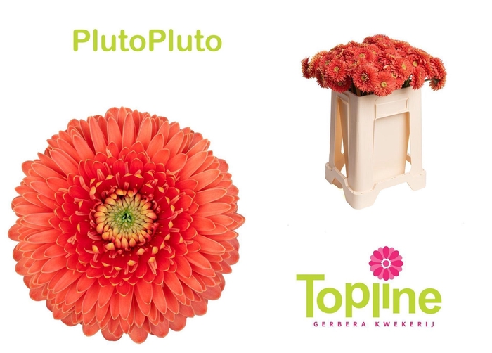 <h4>GERMINI BOLERO PLUTOPLUTO GE MB BOL</h4>