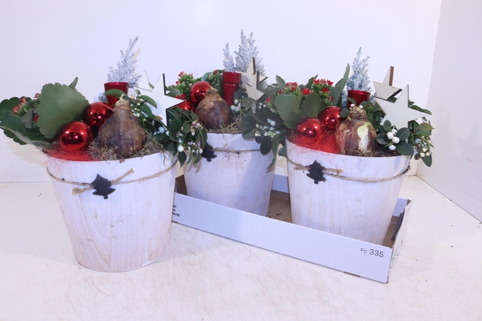 <h4>ARR HIPPEASTRUM</h4>