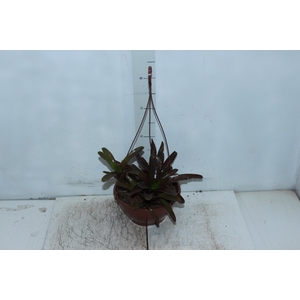 BROMELIA FIREBALL C21