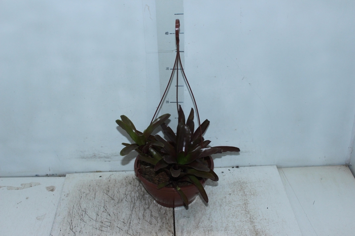 <h4>BROMELIA FIREBALL C21</h4>