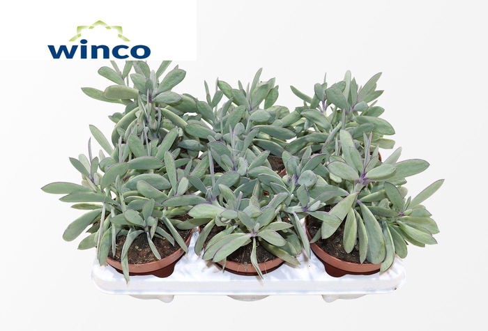 <h4>Senecio Crassisimus</h4>