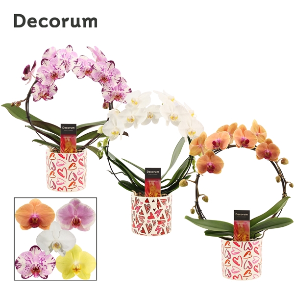 <h4>Phalaenopsis boog mix in Julia (Deco-collection)</h4>