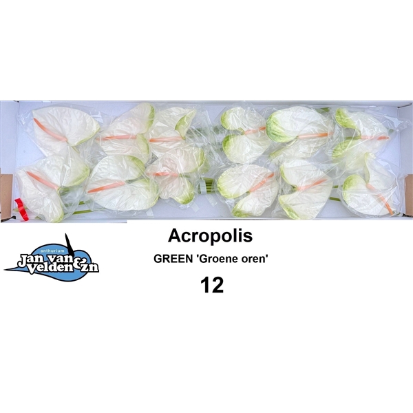 <h4>Acropolis 12 Green / Groene oren</h4>