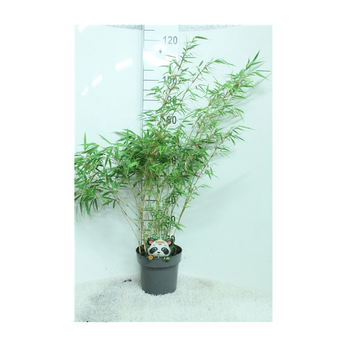 <h4>Fargesia rufa P23</h4>