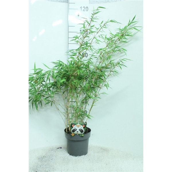 Fargesia rufa P23