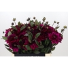 Dahlia Purple Flame