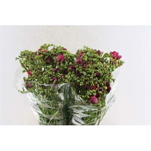 Fr Du Expression Cerise Red