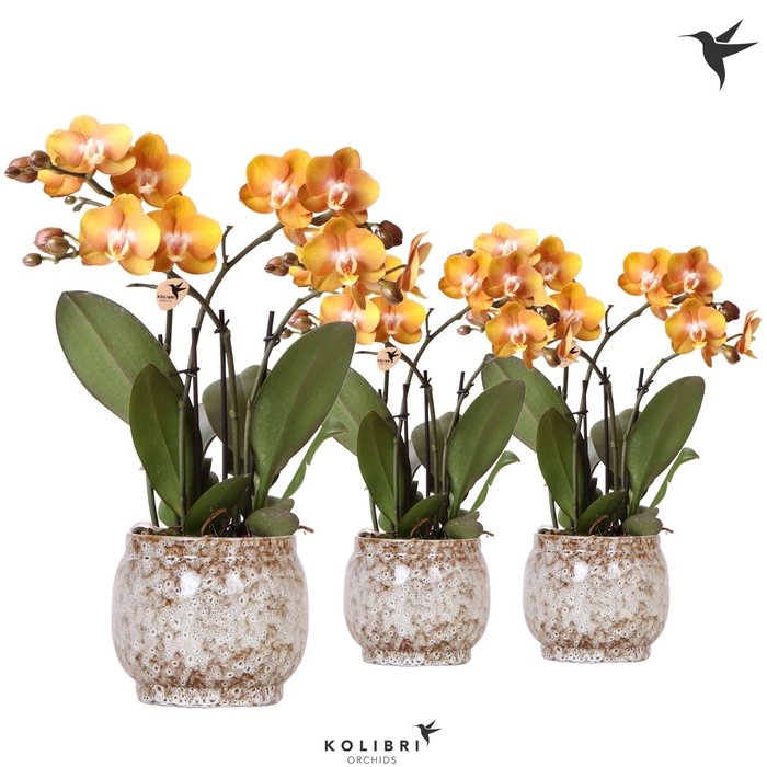 <h4>Kolibri Orchids Phalaenopsis Jewel Las Vegas 4 spike in Safari pot</h4>